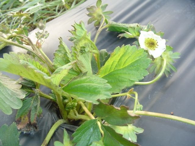 A white strawberry blossom on a healthy plant