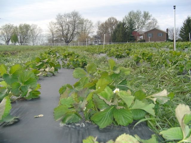 Rows of strawberry plants growing on black plastic at Marcum Farms