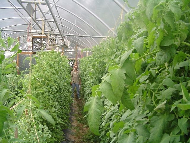 Tall tomato plants growing inside a greenhouse high tunnel